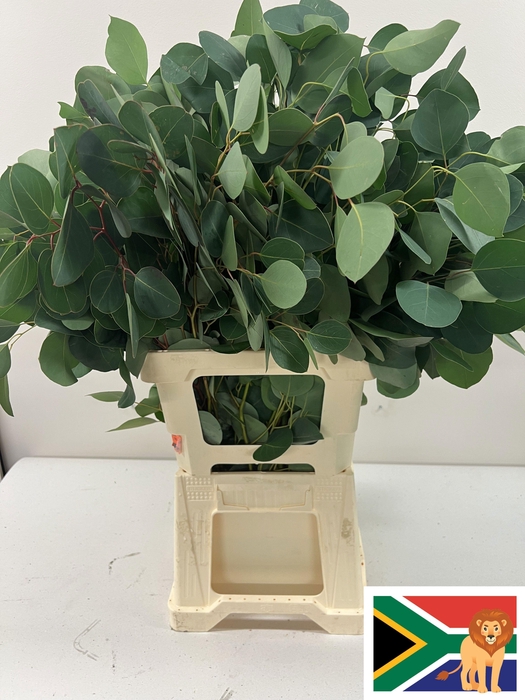 EUC POPULUS BLAD PB -ZA-BUSH