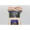 Ozothamnus Cooks Pink