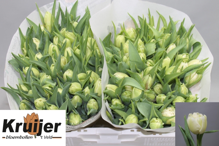 <h4>TU DU VERONA</h4>