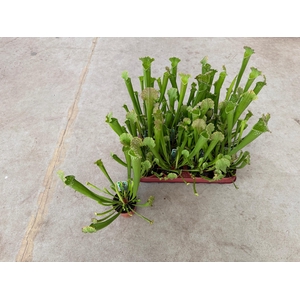 SARRACENIA RE FARNHA