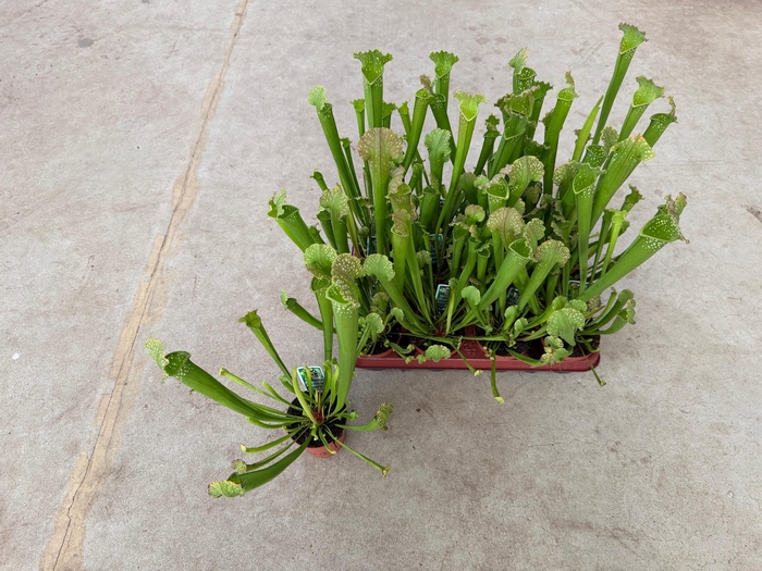 <h4>SARRACENIA RE FARNHA</h4>