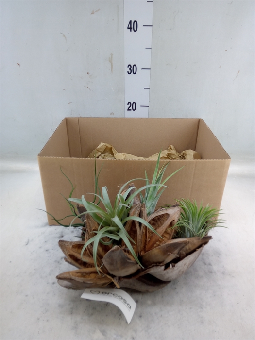 <h4>Arr.  Tillandsia H%</h4>