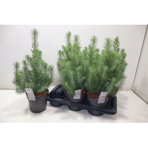 Pinus Silver Crest