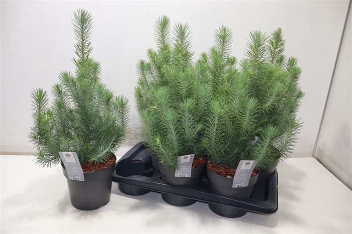 <h4>Pinus Silver Crest</h4>