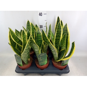 Sansevieria trifa. 'Futura Superba'