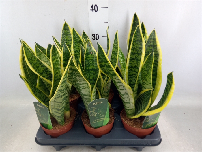 <h4>Sansevieria trifa. 'Futura Superba'</h4>