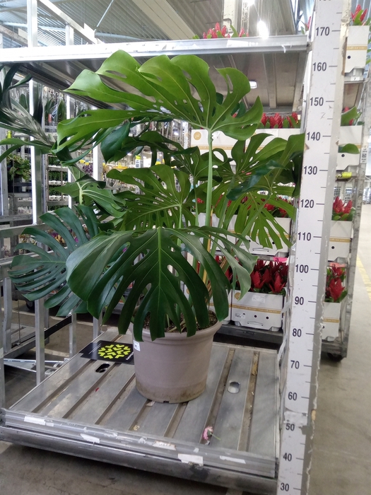 <h4>Monstera delic.</h4>