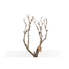 Syringa Branch Extra Jequel