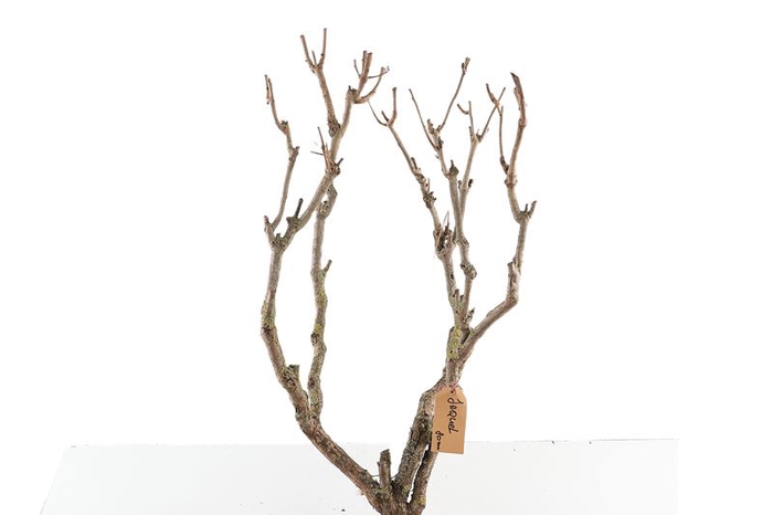 Syringa Branch Extra Jequel