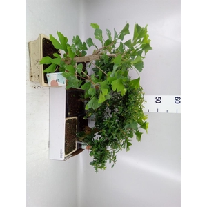 Bonsai   ...mix