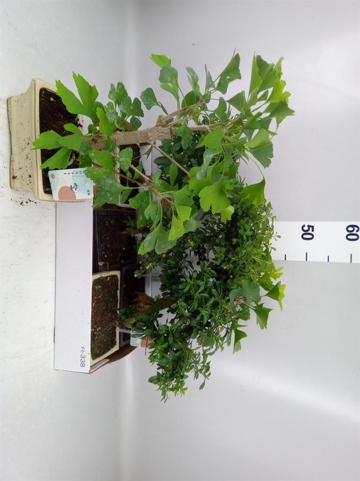 <h4>Bonsai   ...mix</h4>