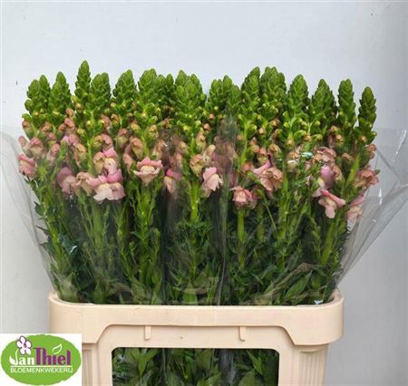 <h4>Antir Avignon Pink</h4>