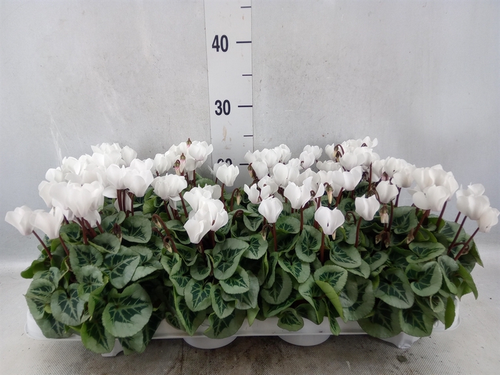 <h4>Cyclamen KL 'Picasso'</h4>