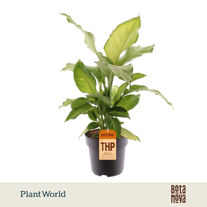 <h4>Dieffenbachia Ivory Green</h4>