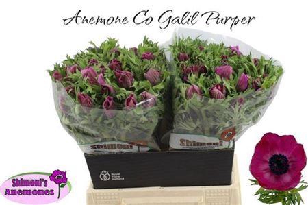 <h4>Anem Marianne Lilac</h4>