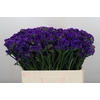 Limonium sinuatum Navy Sun Birds