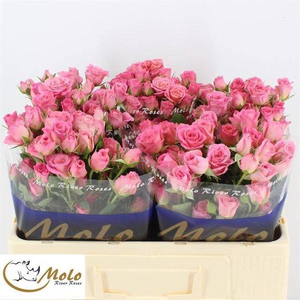 <h4>R Tr Nathalie Molo</h4>