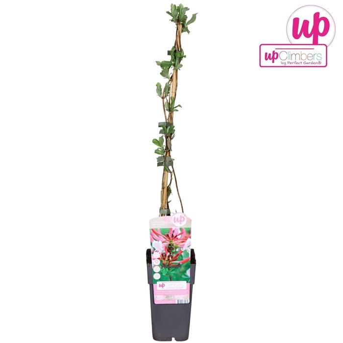 <h4>Lonicera Serotina</h4>