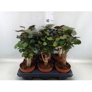 Polyscias scutellaria 'Fabian'