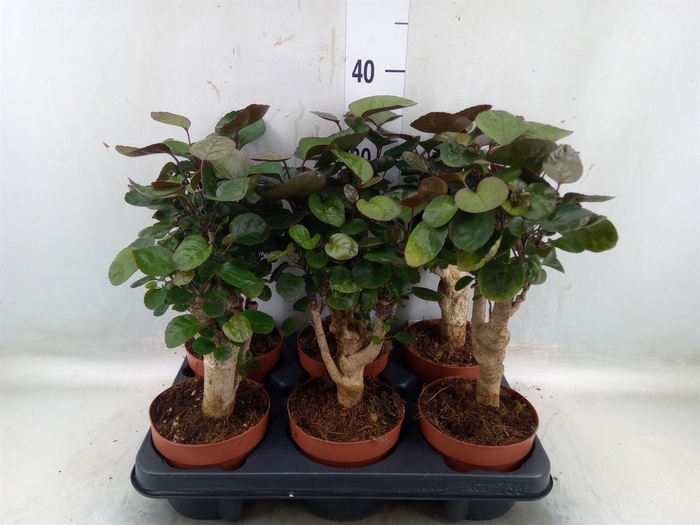 <h4>Polyscias scutellaria 'Fabian'</h4>
