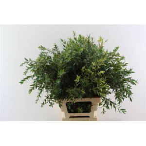 Euca Parvifolia 150gr P Bunch