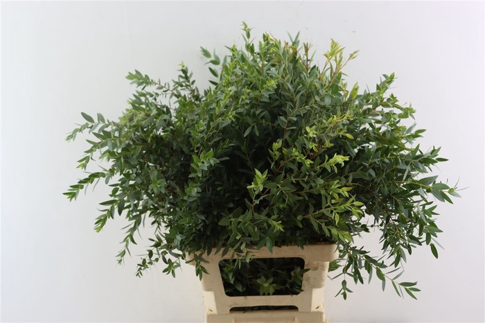 <h4>Euca Parvifolia 150gr P Bunch</h4>