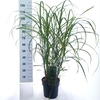 Miscanthus sinensis Strictus