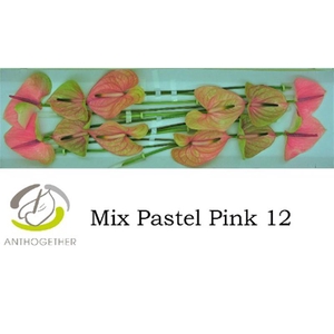 Anth A Pastel Pink 13 cm X6 Spek Flowers
