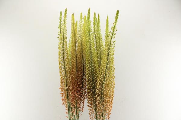 <h4>Eremurus Ov Pink Floyd L 120</h4>
