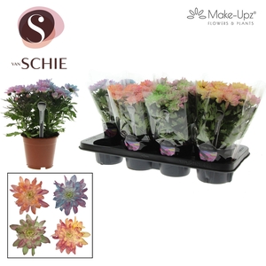 Ch Grandezza Make-Upz® PARTY Mix