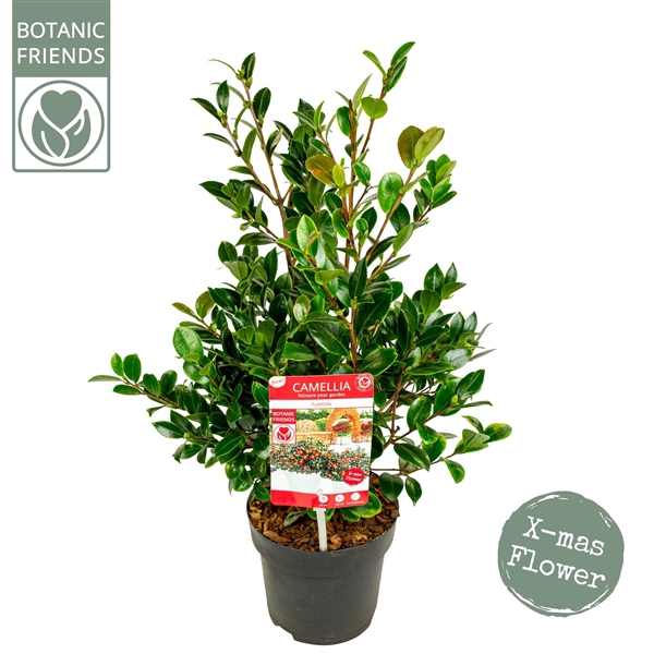 <h4>Camellia sas. 'Yuletide' Premium</h4>