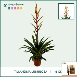 TILL LUMINOSA