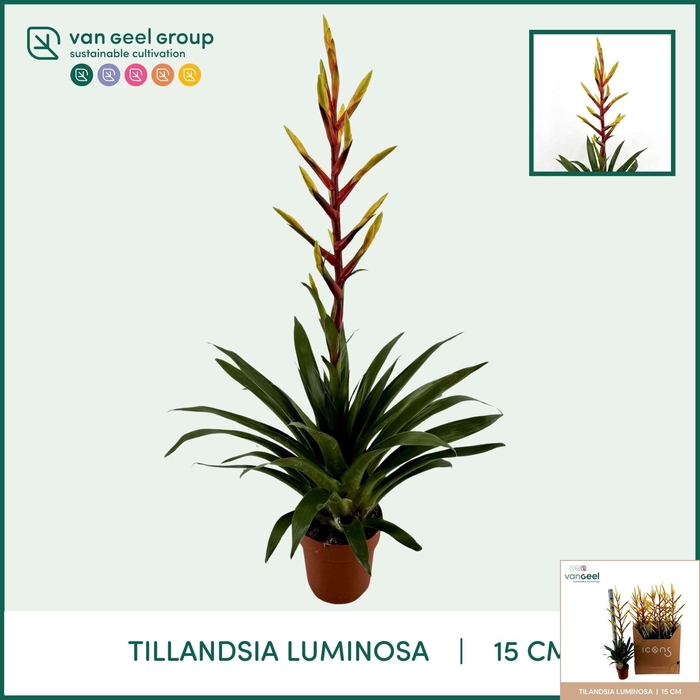 <h4>TILL LUMINOSA</h4>