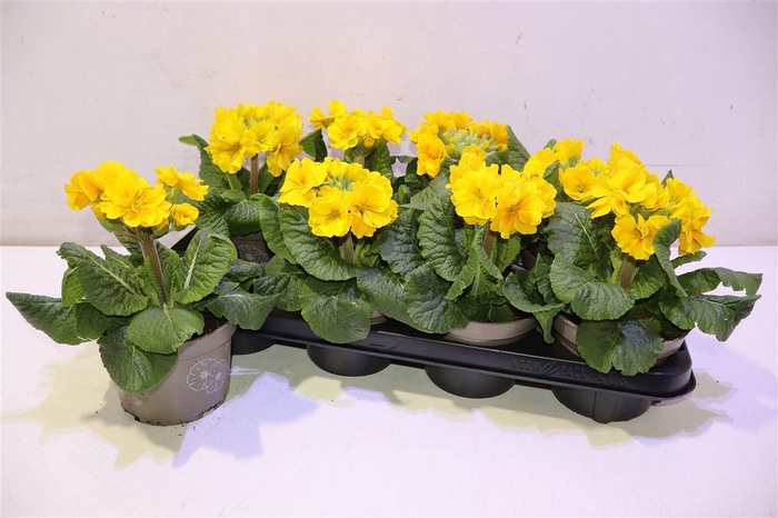 <h4>Prim Elatior Yellow</h4>