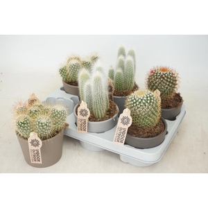 CACTUS GEM