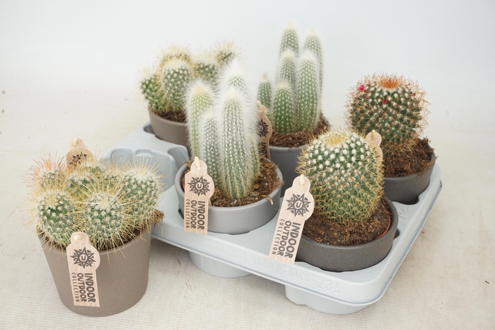 <h4>CACTUS GEM</h4>