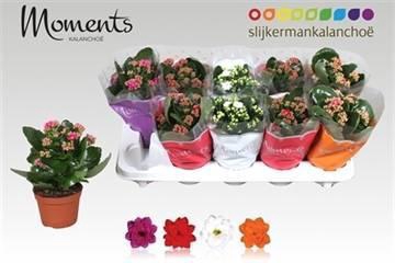 <h4>KAL GE GEM 4 KL</h4>