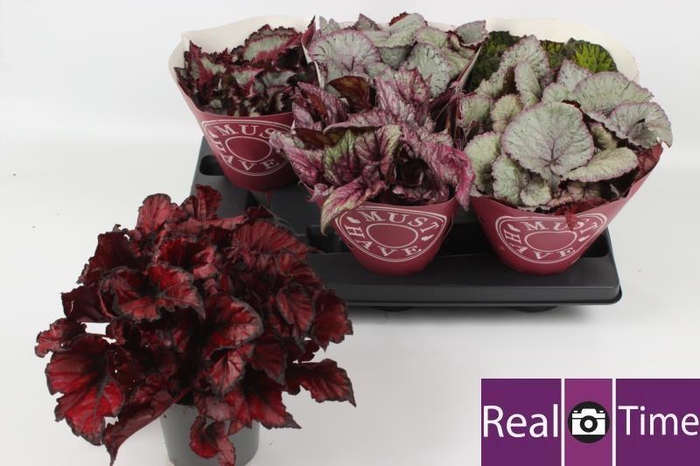 <h4>BEG BEL GEM</h4>