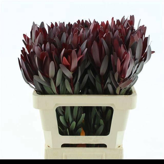 <h4>LEUCAD SAF SUNSET</h4>