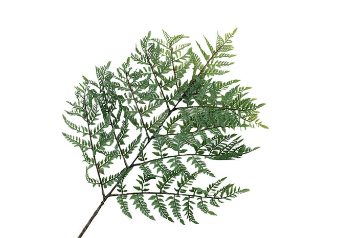 Fern Leather Branch Green