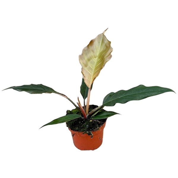 <h4>Philodendron Choco Empress</h4>