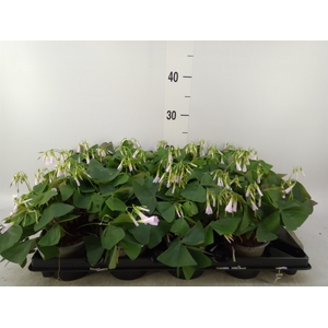 Oxalis   ...