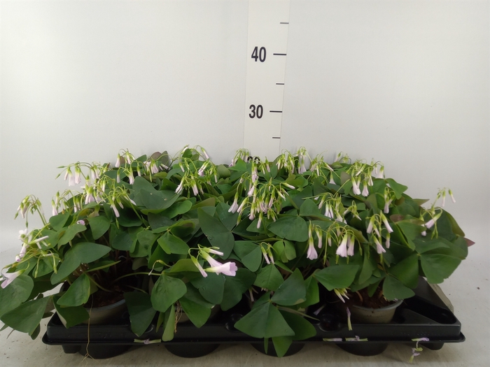 <h4>Oxalis   ...</h4>