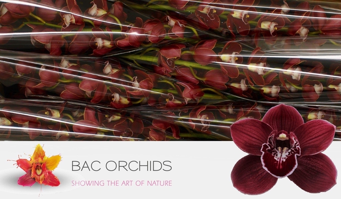 <h4>CYMB T HADES</h4>