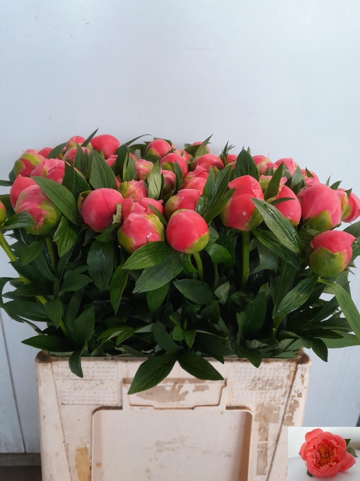 <h4>PAEO CORAL CHARM</h4>