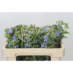 Oxypetalum Tweedia Blue