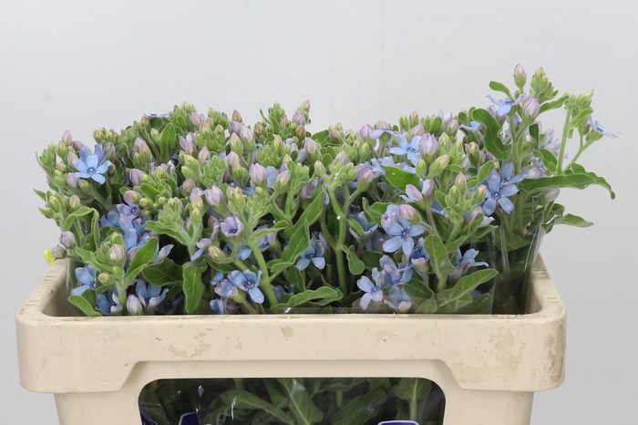 <h4>Oxypetalum Tweedia Blue</h4>