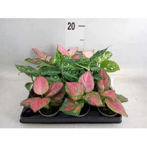 Aglaonema   ...