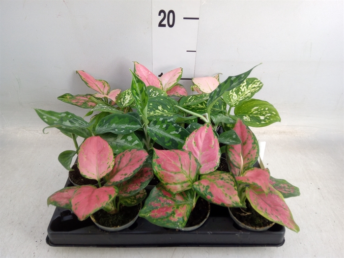 <h4>Aglaonema   ...</h4>