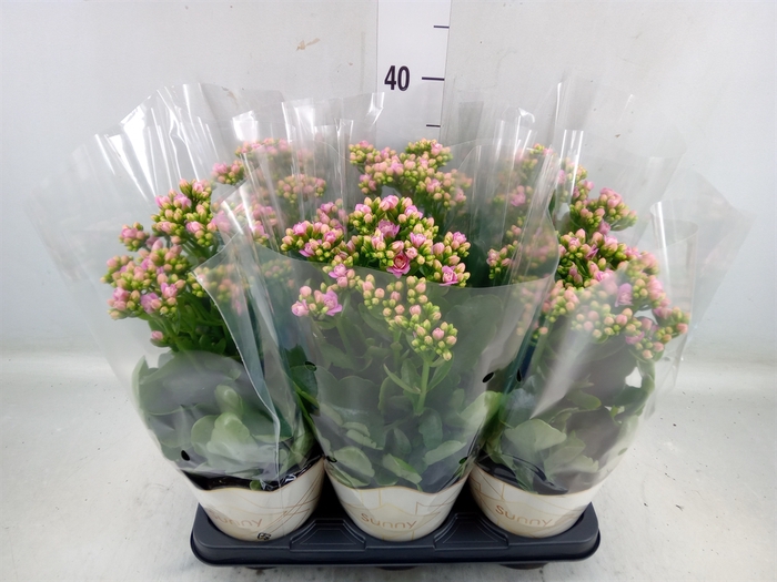 <h4>Kalanchoe  'RoseFlow Graceful Pink'</h4>